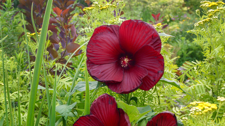 Heartthrob hibiscus blooming in garden