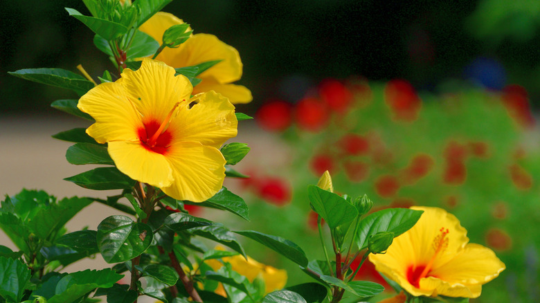 Yellow hibiscus growing in garden