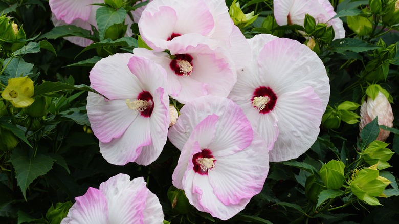 Luna pink swirl hibiscus in garden