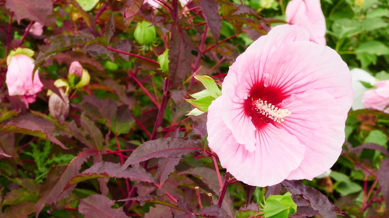 Perfect storm hibiscus bloom