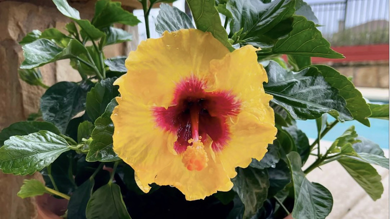 Rico suave hibiscus bloom