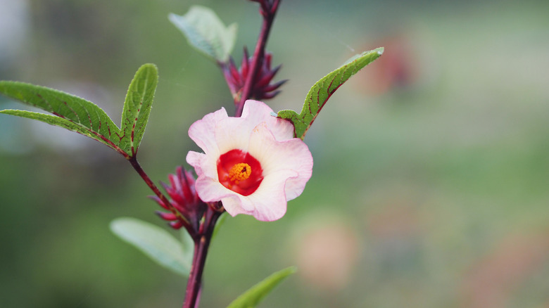 Roselle hibiscus plant