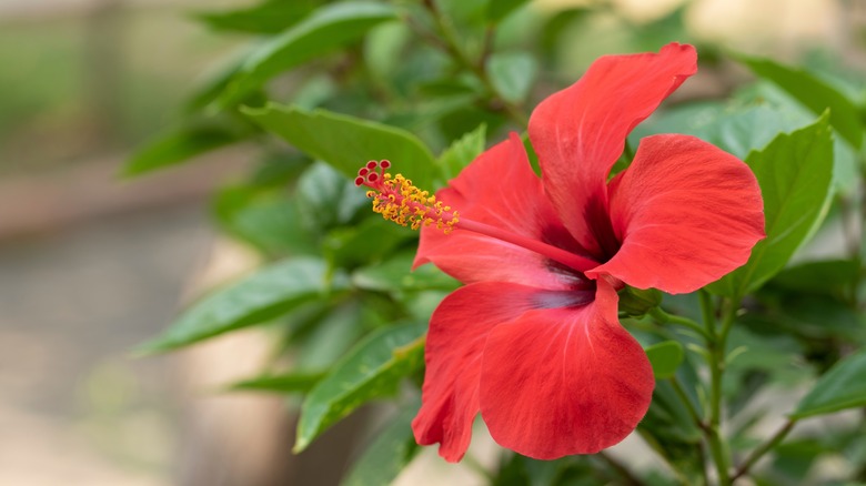 Red Tropical hibiscus bloom