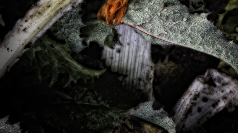 Leaves damaged by cold