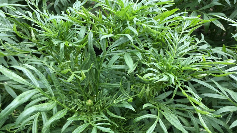 Marigold curly leaves