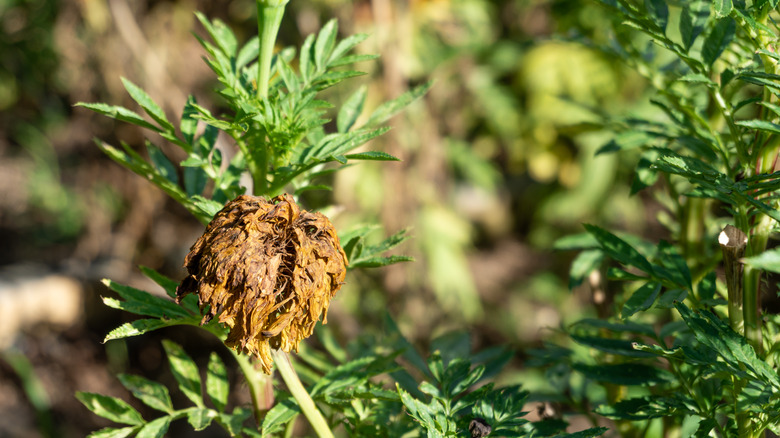 rotting marigold flower