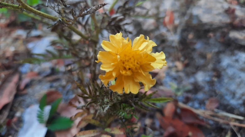 Wilting marigold leaves