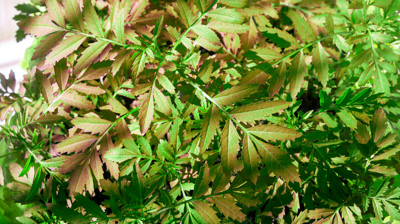 Leaves are reddish purple