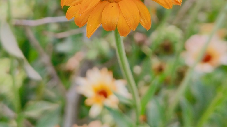 Marigolds getting leggy