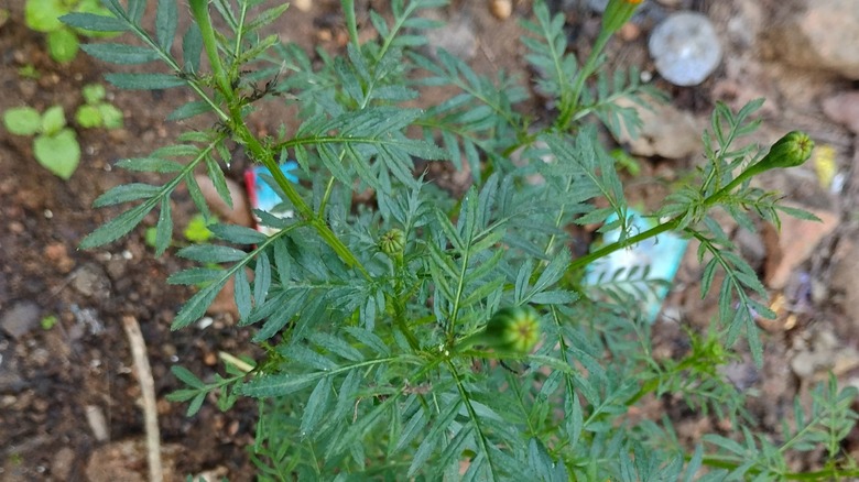 flower buds of late blooming marigold