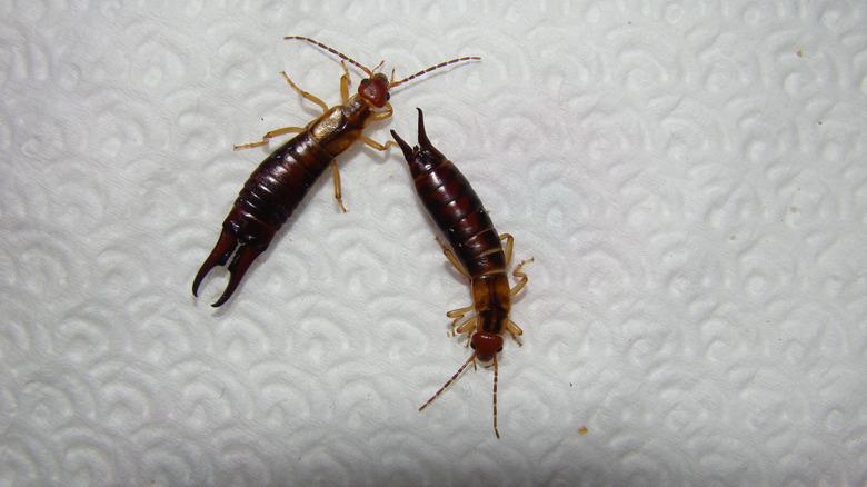 Earwigs infest marigolds