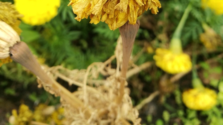 Crown rot in marigolds