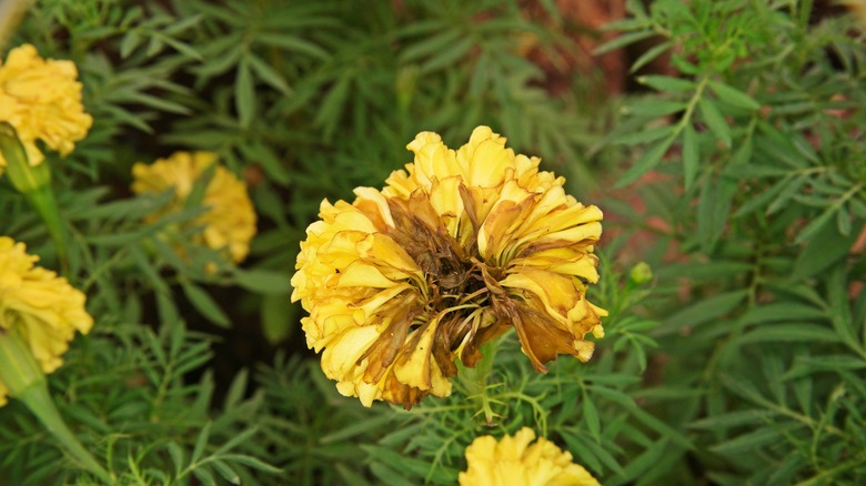 Wilting marigold