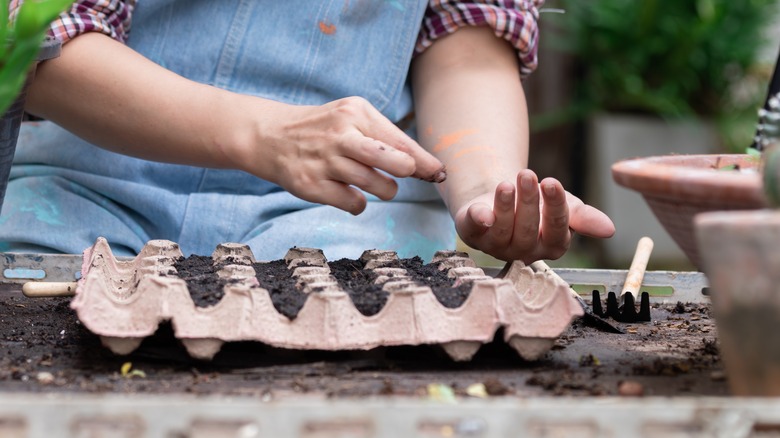 planting seeds in egg carton