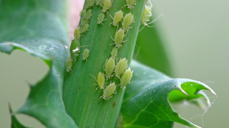 Aphids on plant stem