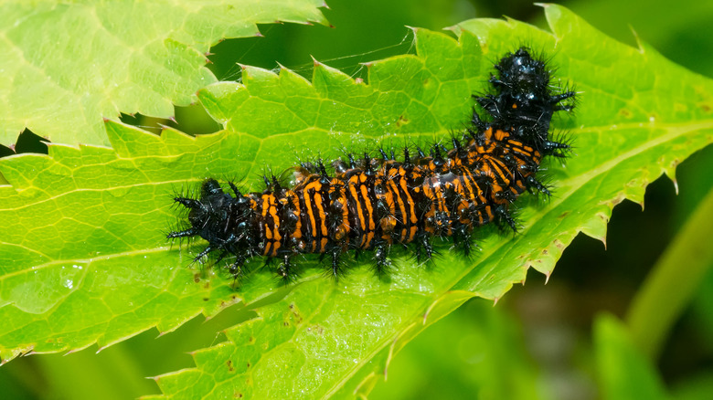 Checkerspot caterpillar on leaf