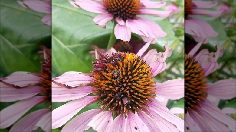 Rosette mites on coneflower