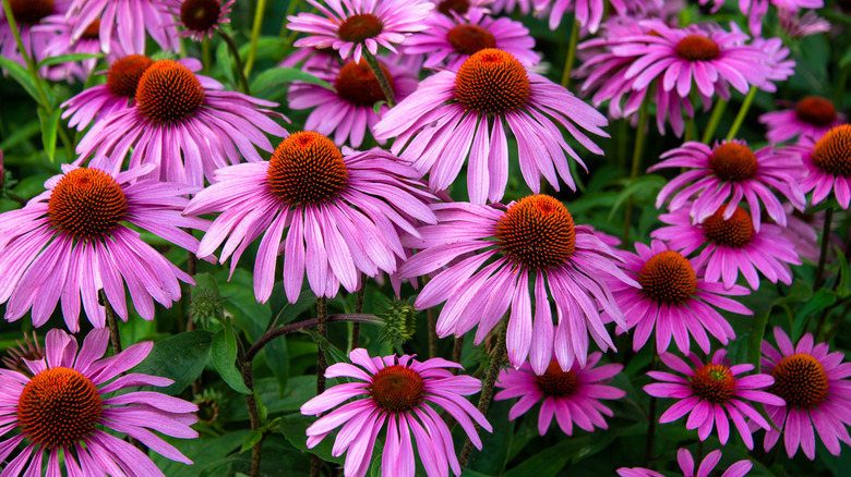 Pink coneflowers in garden