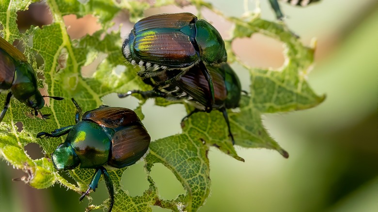 Japanese beetles eating leaf