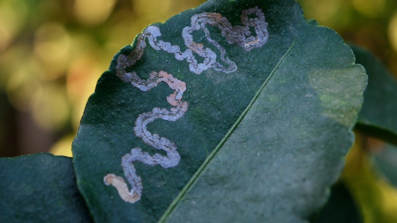 Leaf miners at work