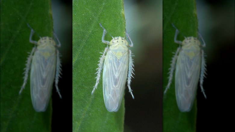 Leafhopper on leaf