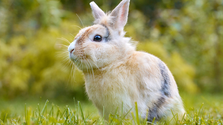 Rabbit on lawn