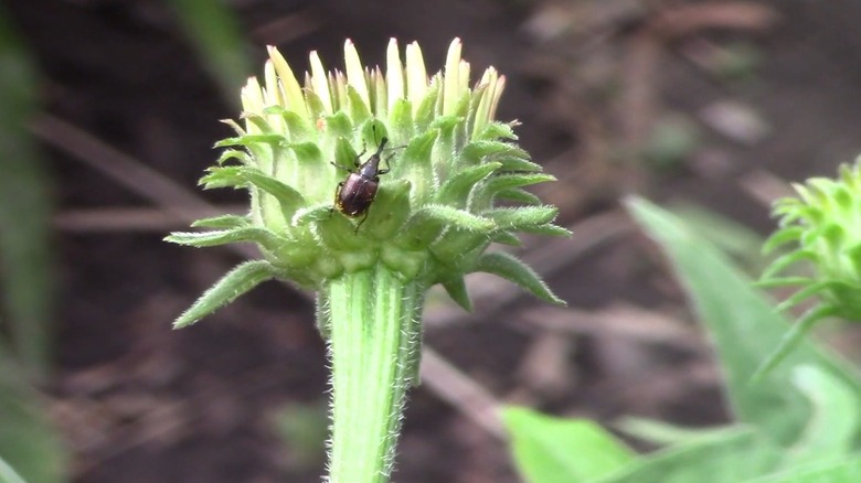 Sunflower headclipping weevil