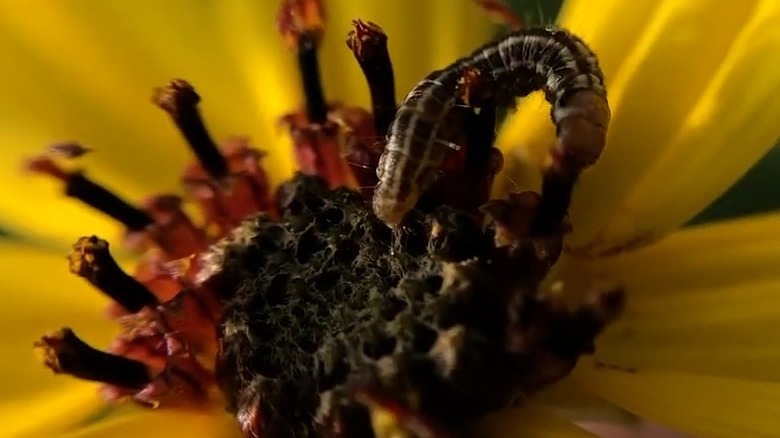 Sunflower moth on flower head