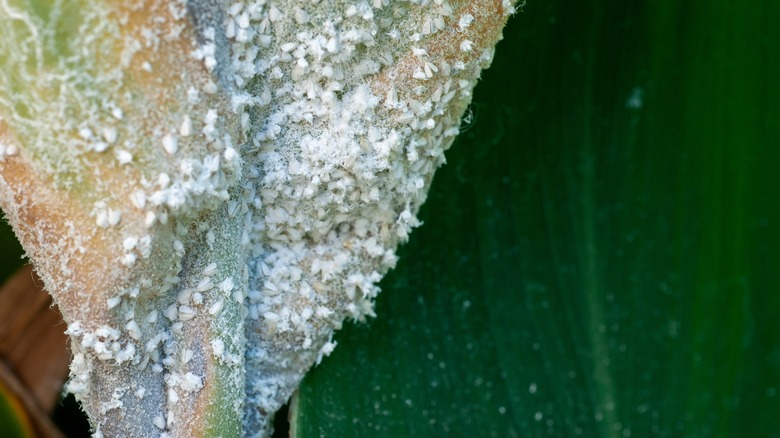 Sweet potato whiteflies on leaf