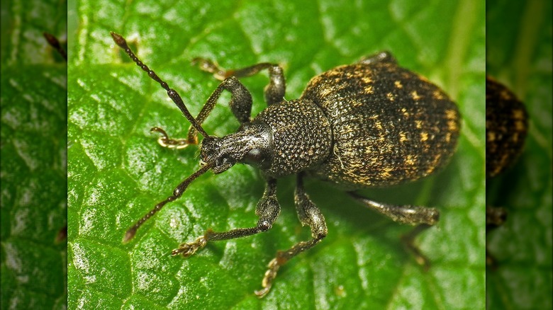 Vine weevil on leaf