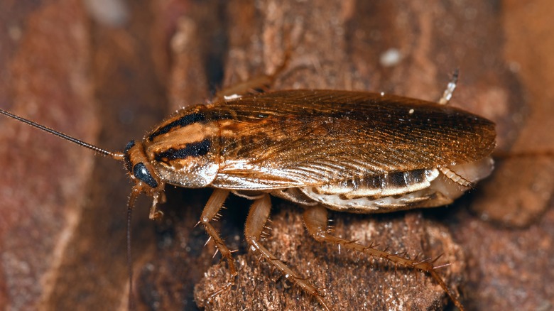 cockroach on wood