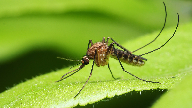 mosquito on a leaf