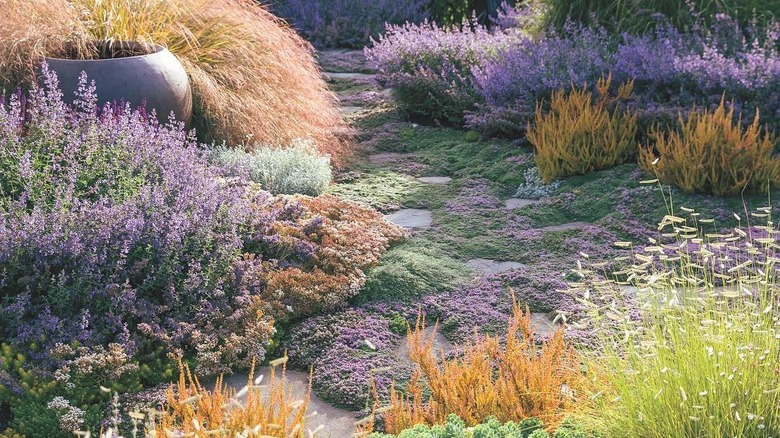 lavender and thyme garden