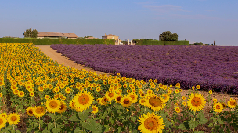 rows of lavender and sunflowers