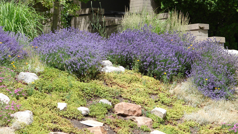 lavender groundcover garden and stones