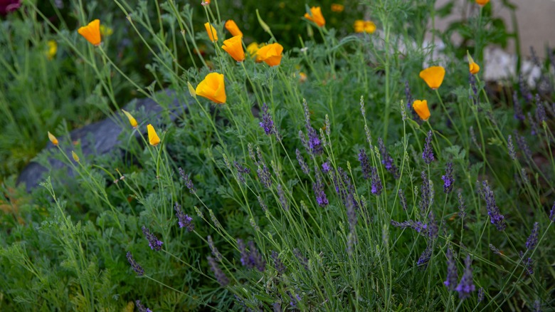 orange poppies and lavender