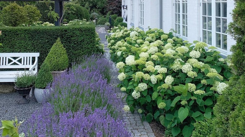 path lined with lavender and hydrangeas