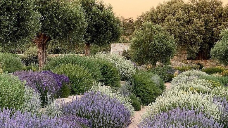 purple white lavender and olive trees