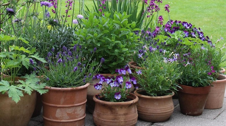 purple flowers in clay pots