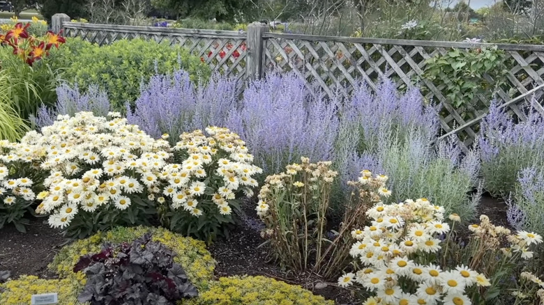 lavender and daisy garden