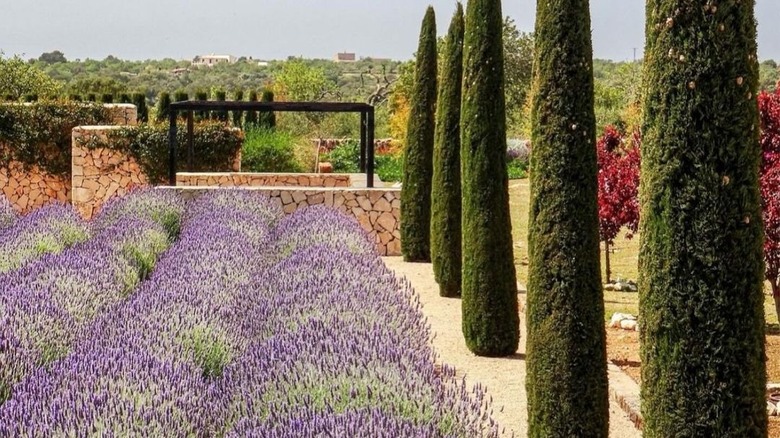 mediterranean garden with lavender