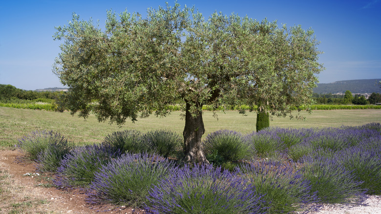 olive tree with lavender underneath