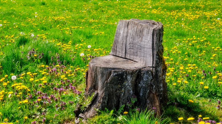 tree stump carved into chair