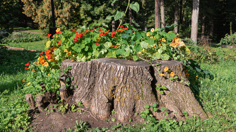 tree stump with flowers growing out