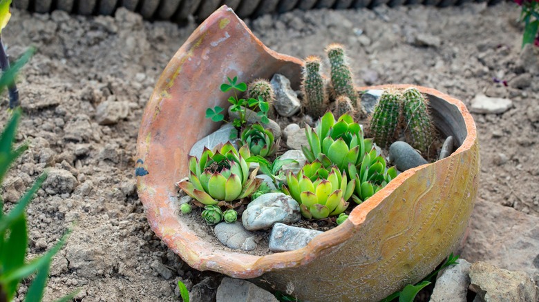 succulents in broken pot