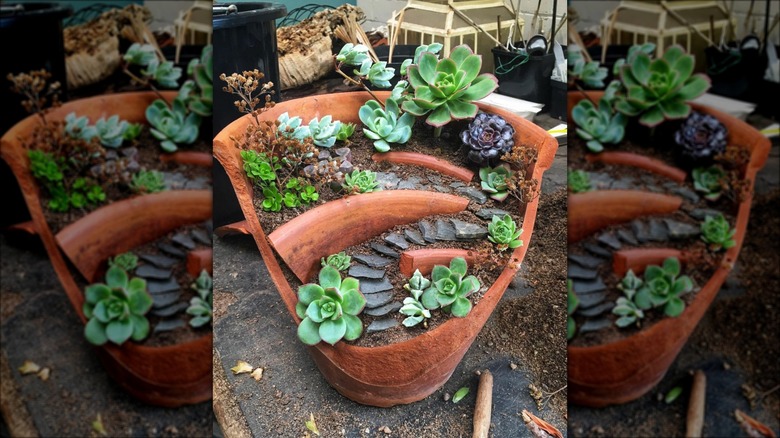 succulents in multi-layered planter