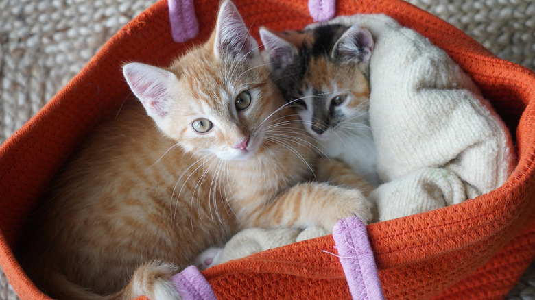 Two cat inside a tote bag