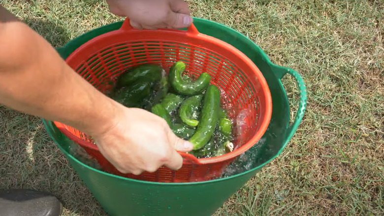 washing veggies in outdoor colander