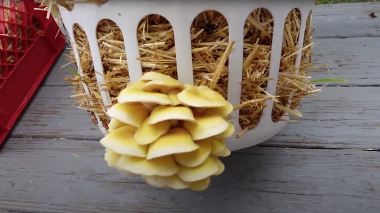 mushroom growing from laundry basket