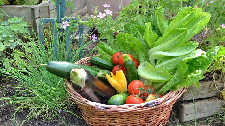 basket of vegetables harvested from garden